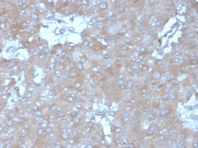 Interleukin-15 (IL-15) Antibody in Immunohistochemistry (Paraffin) (IHC (P))