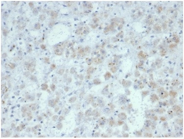 Interleukin-15 (IL-15) Antibody in Immunohistochemistry (Paraffin) (IHC (P))