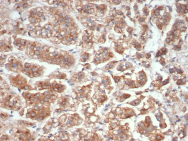 IL-18 (Interleukin-6)/Interferon beta-2 (Hybridoma Growth Factor) Antibody in Immunohistochemistry (Paraffin) (IHC (P))