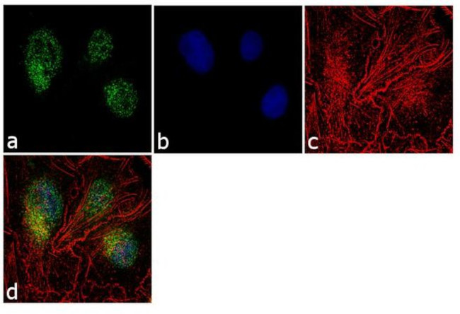 PEBP1 Antibody in Immunocytochemistry (ICC/IF)