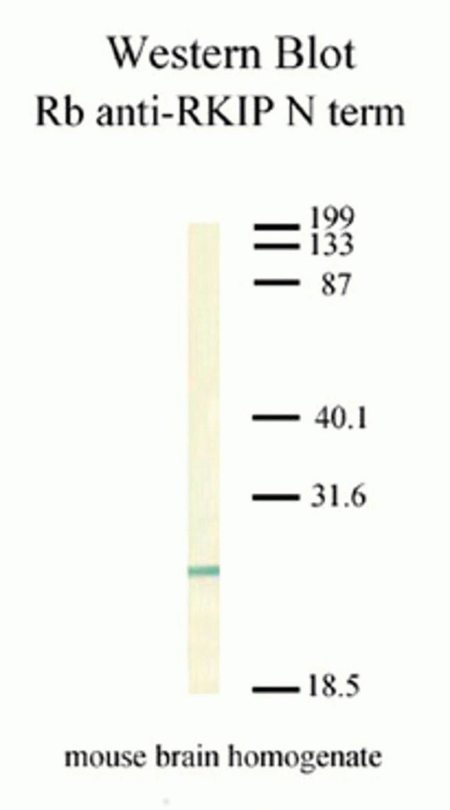 PEBP1 Antibody in Western Blot (WB)