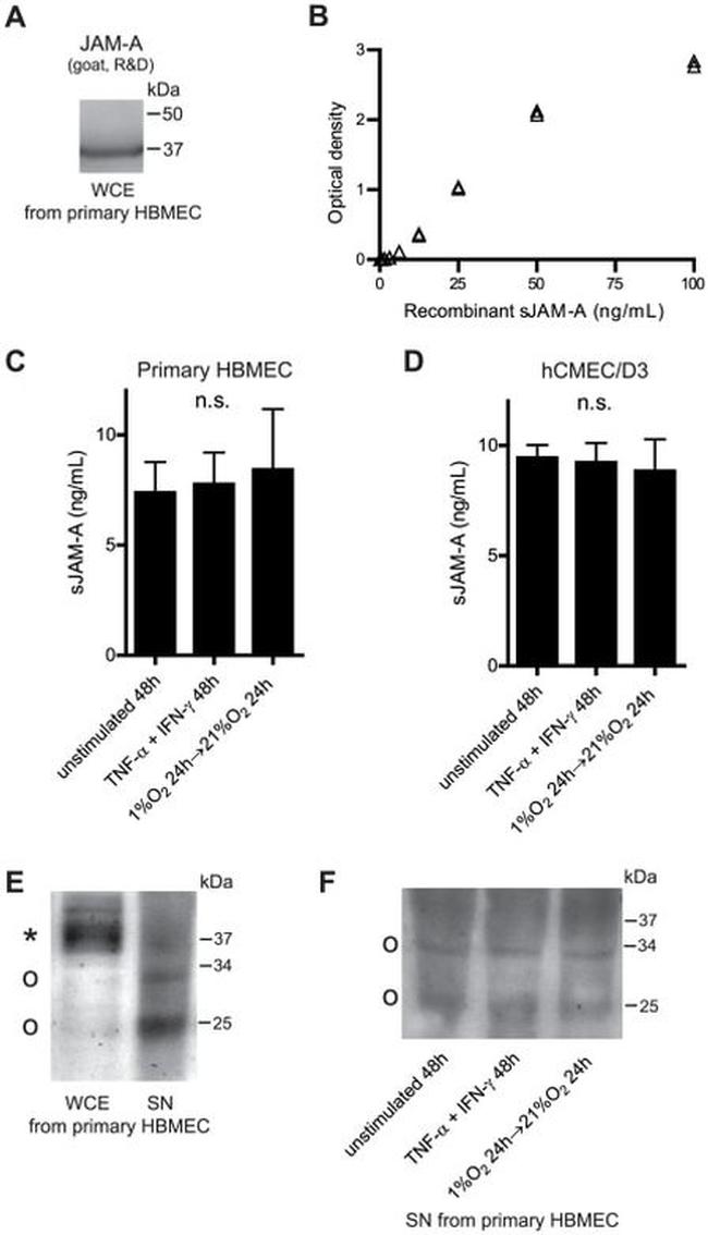 JAM-A (CD321) Antibody in Western Blot (WB)