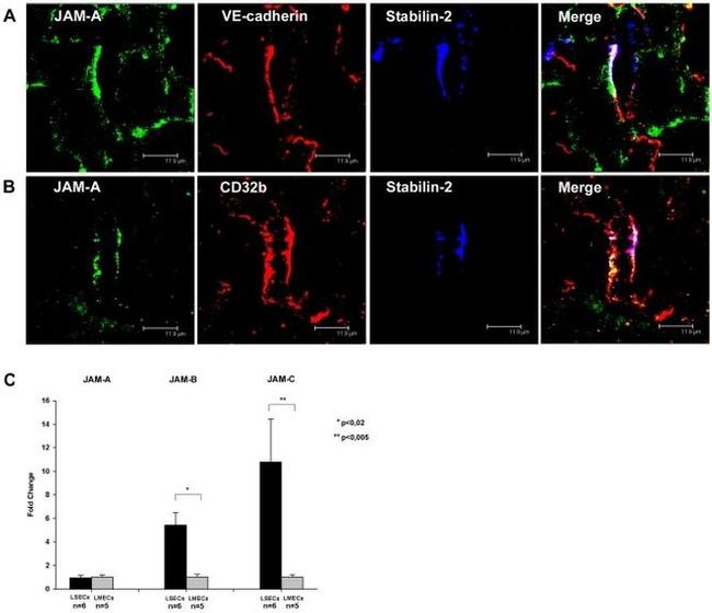 JAM-A (CD321) Antibody in Immunohistochemistry (IHC)