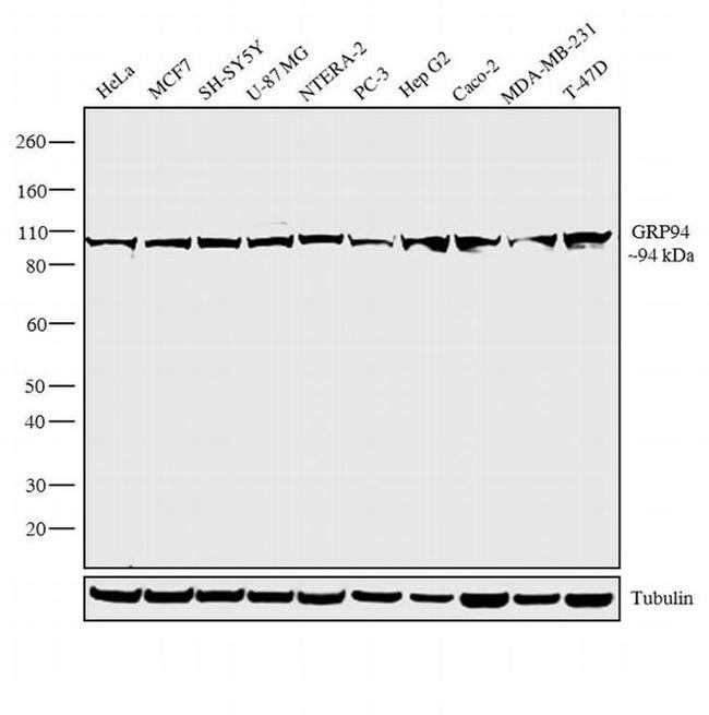 GRP94 Antibody in Western Blot (WB)