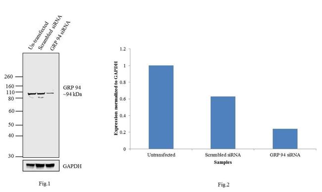 GRP94 Antibody in Western Blot (WB)