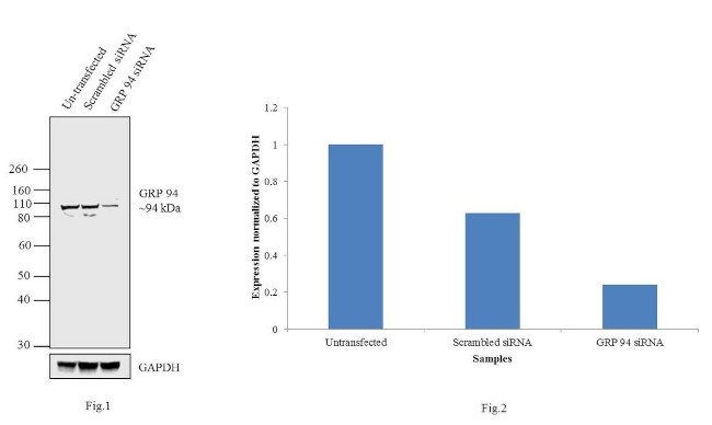 GRP94 Antibody