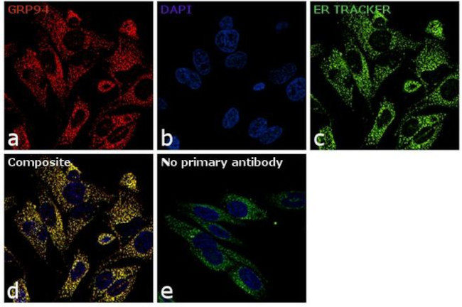 GRP94 Antibody in Immunocytochemistry (ICC/IF)