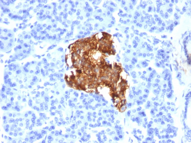 Insulin/IRDN (beta-Cell and Insulinoma Marker) Antibody in Immunohistochemistry (Paraffin) (IHC (P))