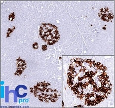 Insulin (beta-Cell and Insulinoma Marker) Antibody in Immunohistochemistry (Paraffin) (IHC (P))