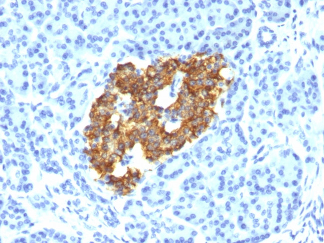 Insulin/IRDN Antibody in Immunohistochemistry (Paraffin) (IHC (P))