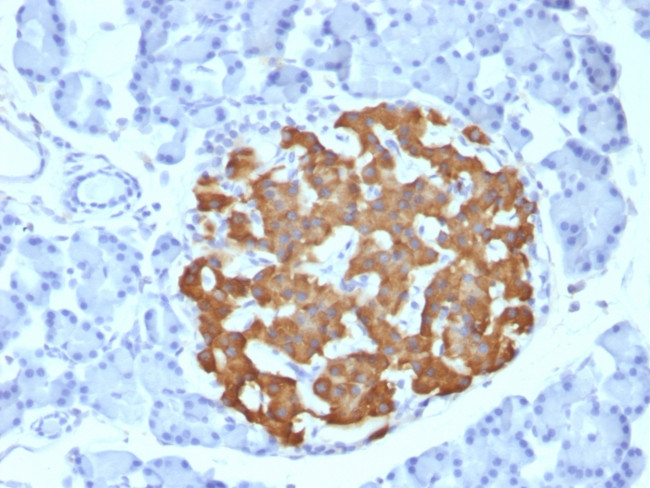 Insulin/IRDN Antibody in Immunohistochemistry (Paraffin) (IHC (P))