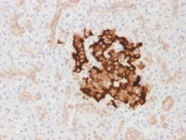 Insulin/IRDN Antibody in Immunohistochemistry (Paraffin) (IHC (P))