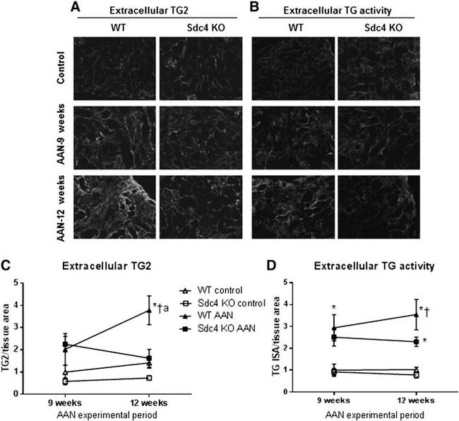 Syndecan 4 Antibody in Immunohistochemistry (IHC)