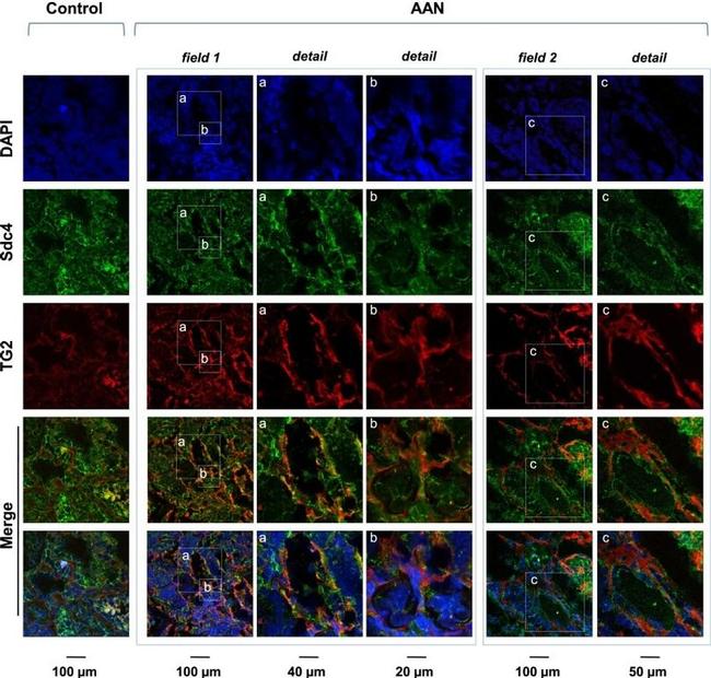 Syndecan 4 Antibody in Immunohistochemistry (IHC)