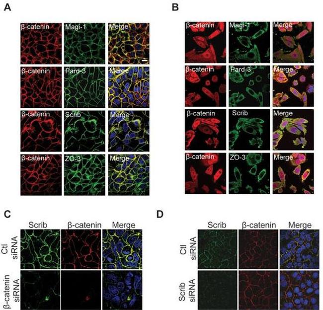 ZO-3 Antibody in Immunocytochemistry (ICC/IF)