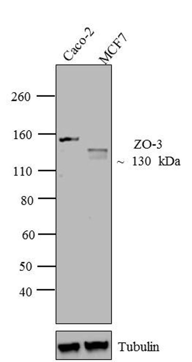 ZO-3 Antibody in Western Blot (WB)