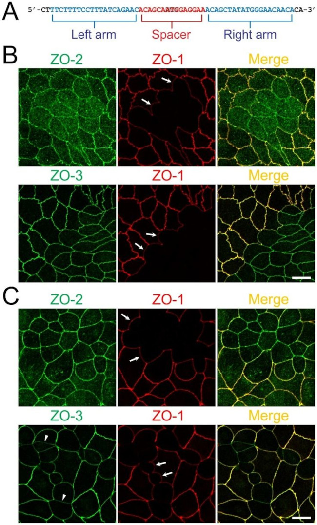 ZO-3 Antibody in Immunocytochemistry (ICC/IF)