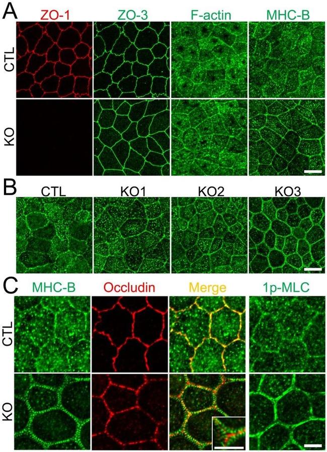 ZO-3 Antibody in Immunocytochemistry (ICC/IF)