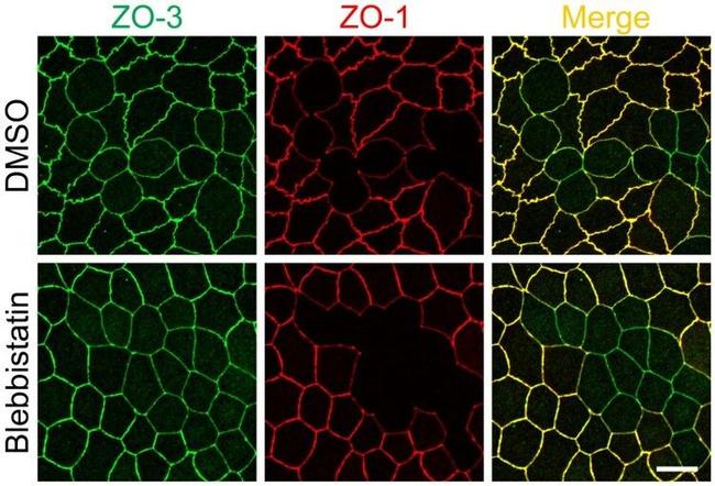 ZO-3 Antibody in Immunocytochemistry (ICC/IF)