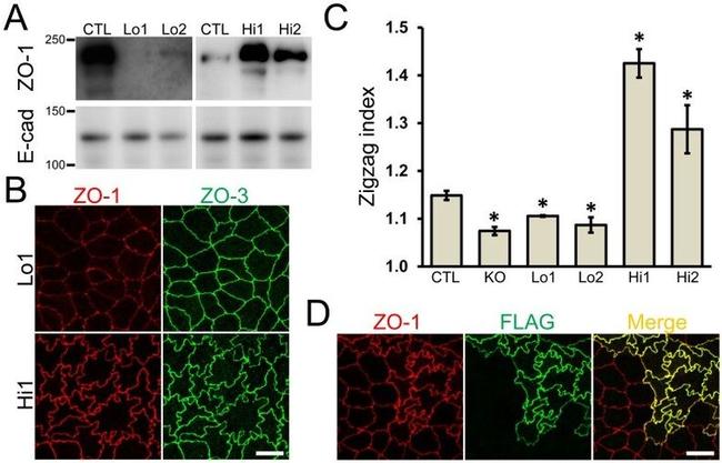 ZO-3 Antibody in Immunocytochemistry (ICC/IF)