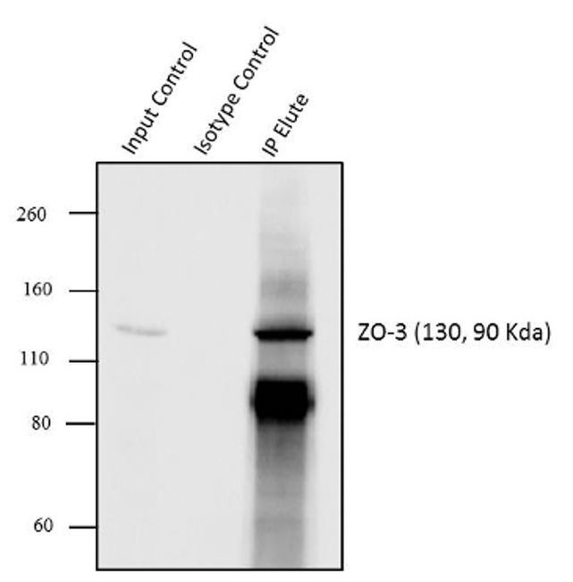 ZO-3 Antibody in Immunoprecipitation (IP)