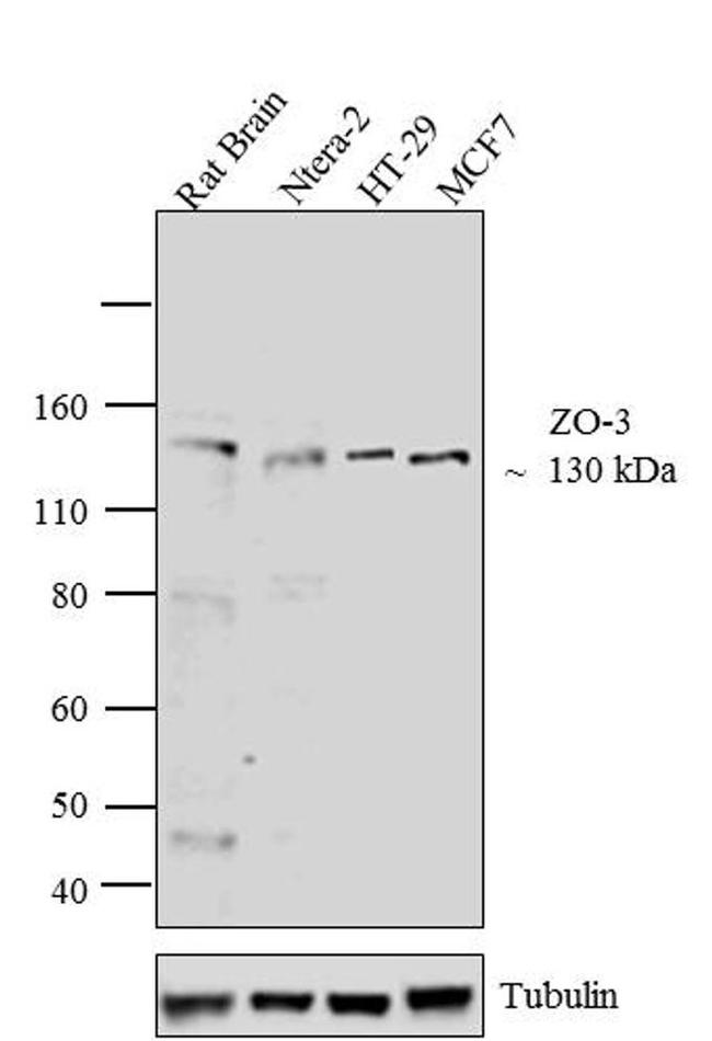 ZO-3 Antibody in Western Blot (WB)