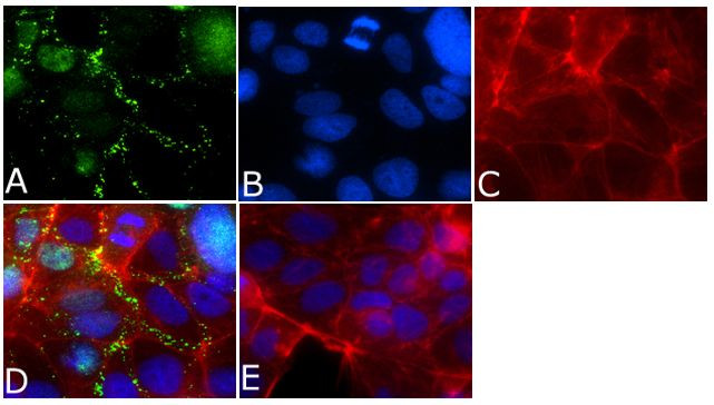 ZO-3 Antibody in Immunocytochemistry (ICC/IF)