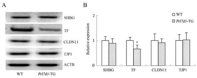 Claudin 11 Antibody in Western Blot (WB)