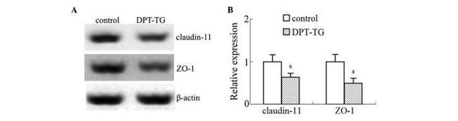 Claudin 11 Antibody in Western Blot (WB)