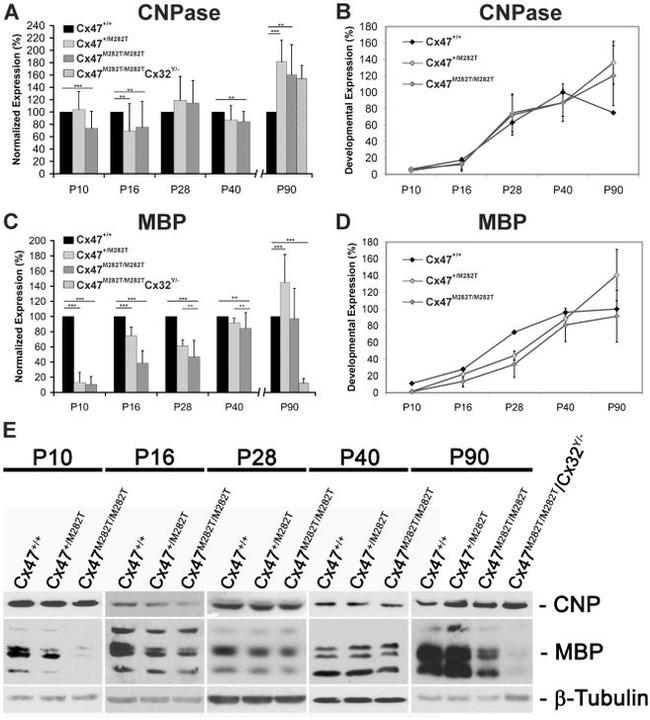 Connexin 47 Antibody in Western Blot (WB)