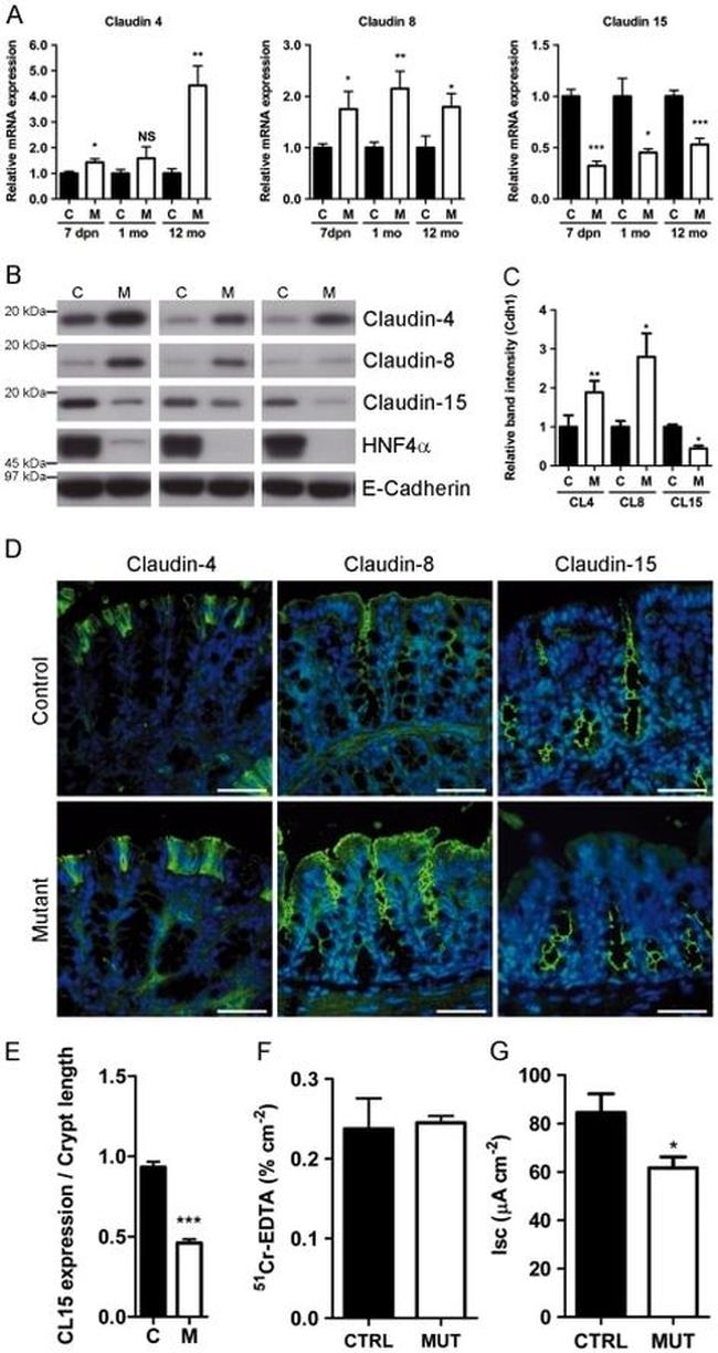 Claudin 4 Antibody in Western Blot, Immunohistochemistry (WB, IHC)