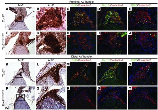 Connexin 40 Antibody in Immunohistochemistry (IHC)