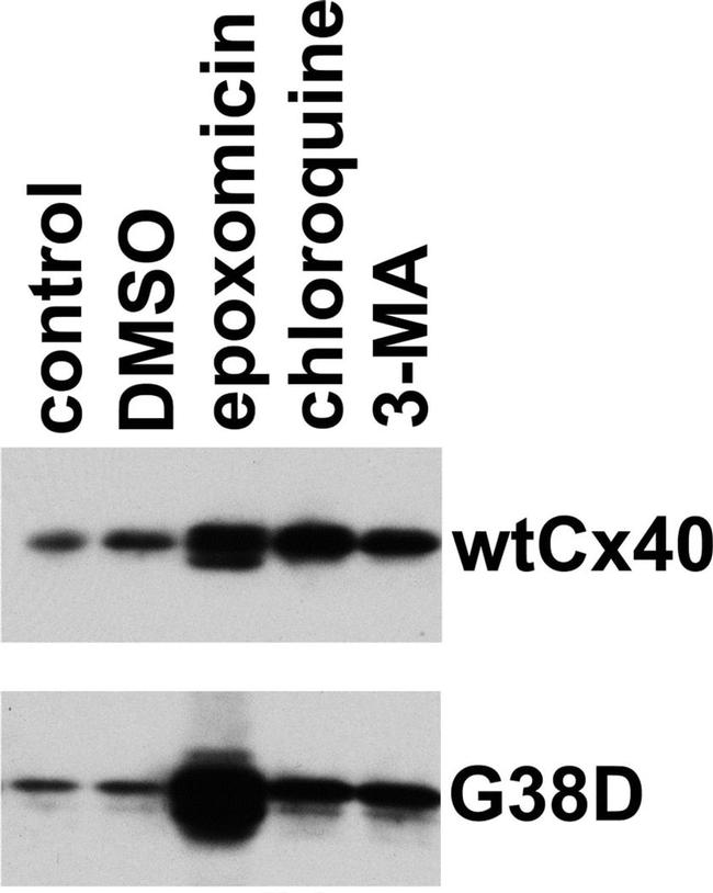 Connexin 40 Antibody in Western Blot (WB)