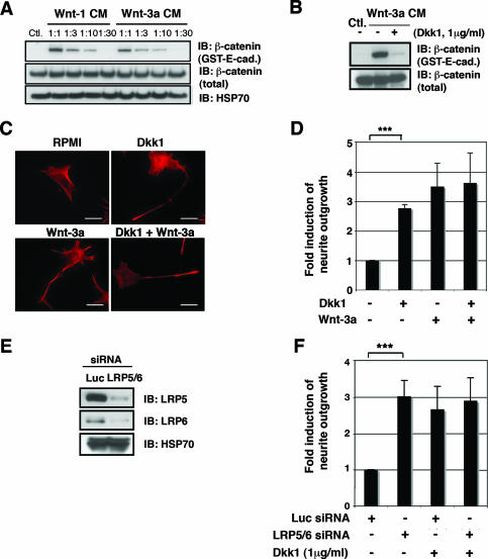 LRP5 Antibody in Western Blot (WB)