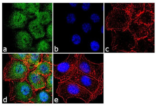 EZH2 Antibody in Immunocytochemistry (ICC/IF)