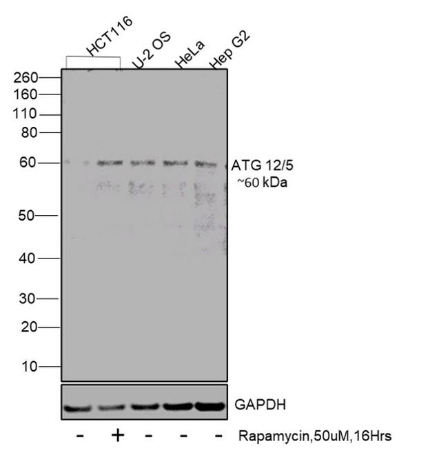 ATG12 Antibody in Western Blot (WB)