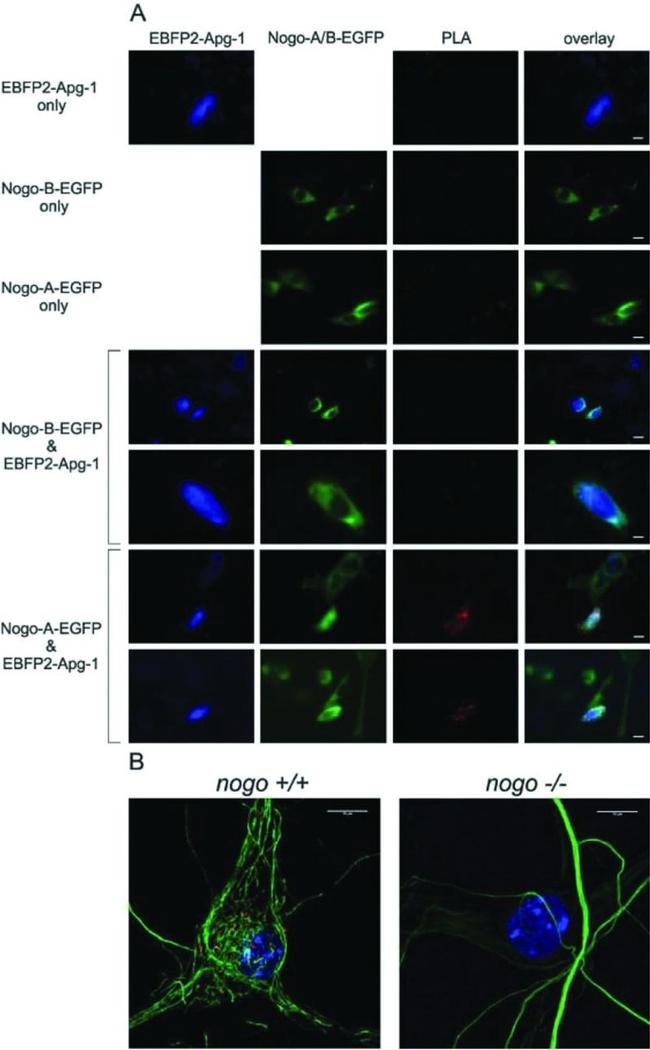 Nogo-A Antibody in Immunocytochemistry (ICC/IF)