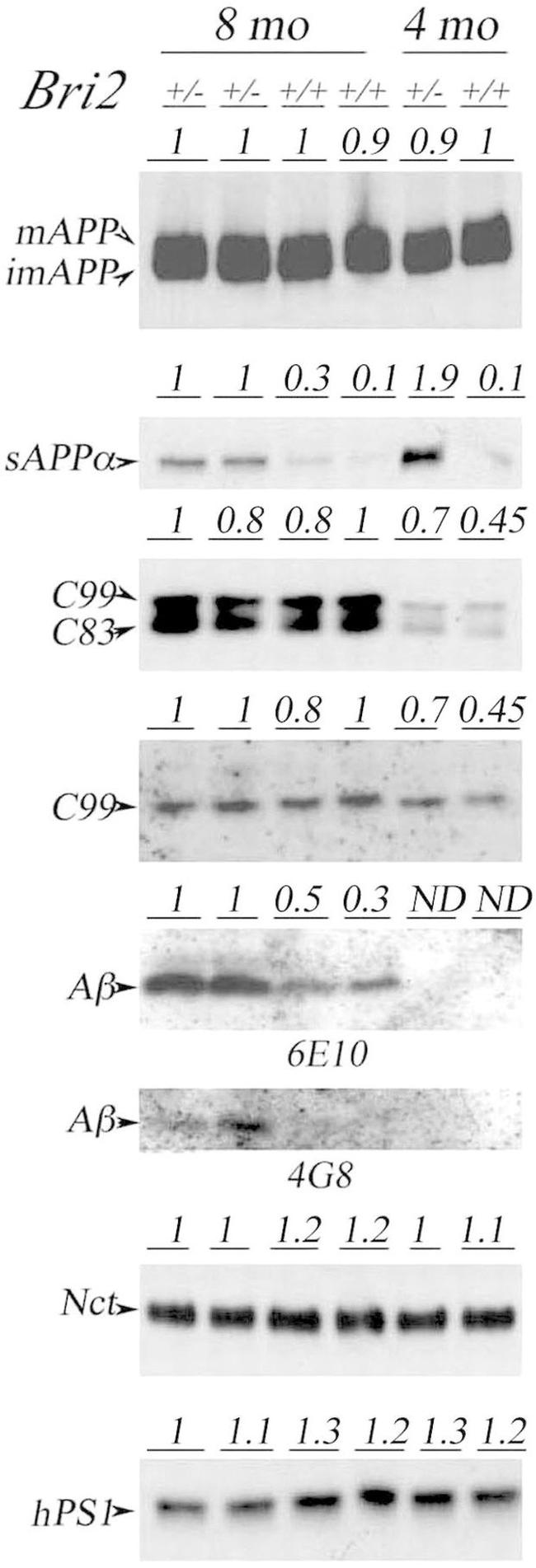 beta Amyloid Antibody in Western Blot (WB)