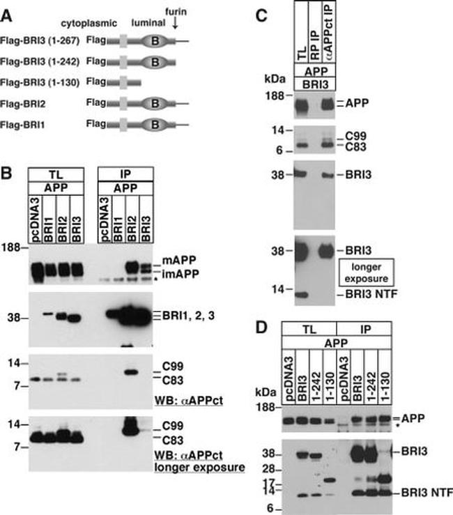 beta Amyloid Antibody in Western Blot, Immunoprecipitation (WB, IP)