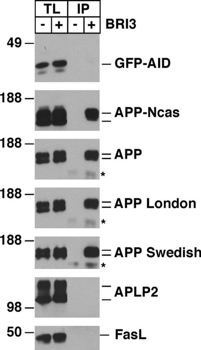 beta Amyloid Antibody in Western Blot (WB)