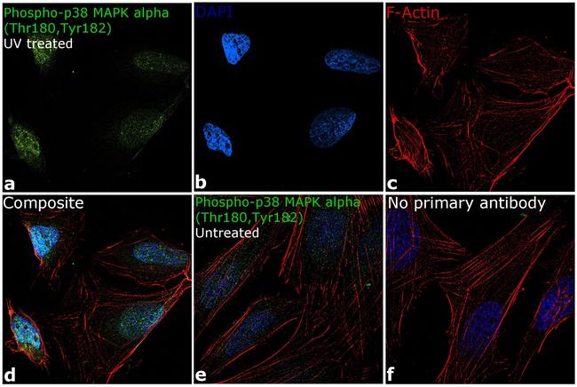 Phospho-p38 MAPK (Thr180, Tyr182) Antibody