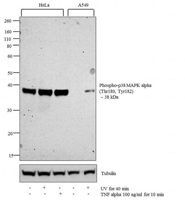 Phospho-p38 MAPK (Thr180, Tyr182) Antibody in Western Blot (WB)