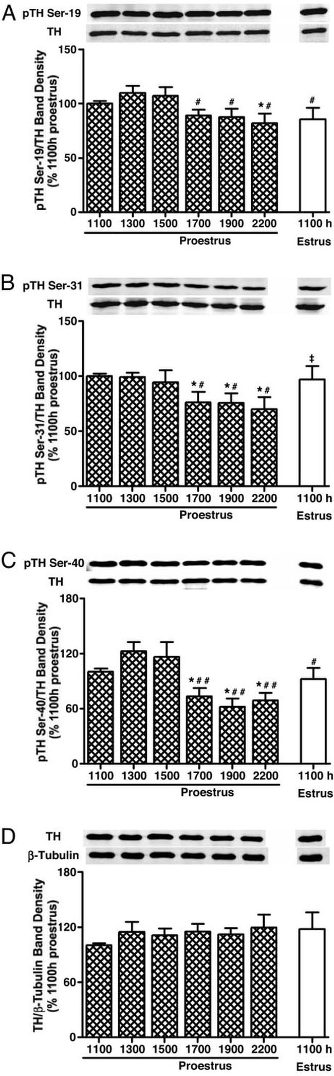 Phospho-Tyrosine Hydroxylase (Ser40) Antibody in Western Blot (WB)