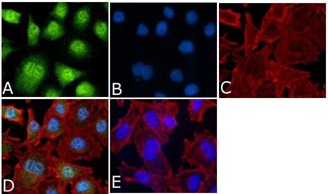 Phospho-ERK1/ERK2 (Thr202, Tyr204) Antibody in Immunocytochemistry (ICC/IF)