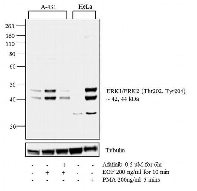 Phospho-ERK1/ERK2 (Thr202, Tyr204) Antibody