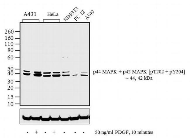 Phospho-ERK1/ERK2 (Thr202, Tyr204) Antibody
