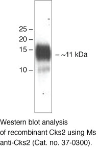 CKS2 Antibody in Western Blot (WB)