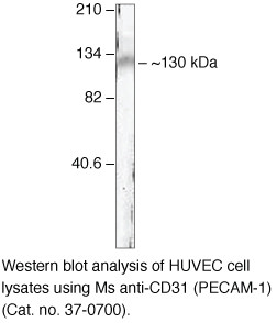 CD31 Antibody in Western Blot (WB)