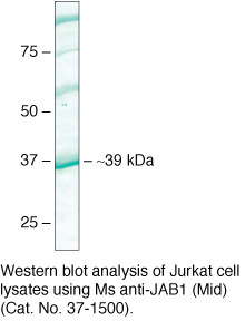 JAB1 Antibody in Western Blot (WB)