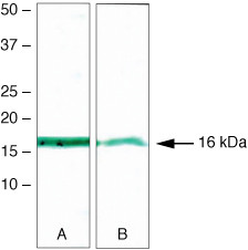 Survivin Antibody in Western Blot (WB)